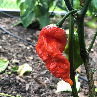 Lava Scorpion - Seeds - The Pepper Pantry (Formerly Marie Sharp's)
